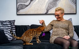 Bengal cats for sale: One of the kind Bengal Female -TICA reg.-Wild look - Image 3