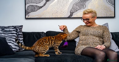 Bengal cats - Advert 13