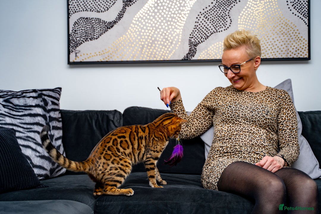 Bengal cats for sale: One of the kind Bengal Female -TICA reg.-Wild look - Image 3
