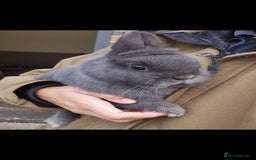 Netherland Dwarf rabbits for sale: Netherland dwalfs - Image 5