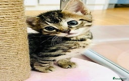Mixed Breed cats for sale: Absolutely gorgeous litter of Bengal x kittens  - Image 4