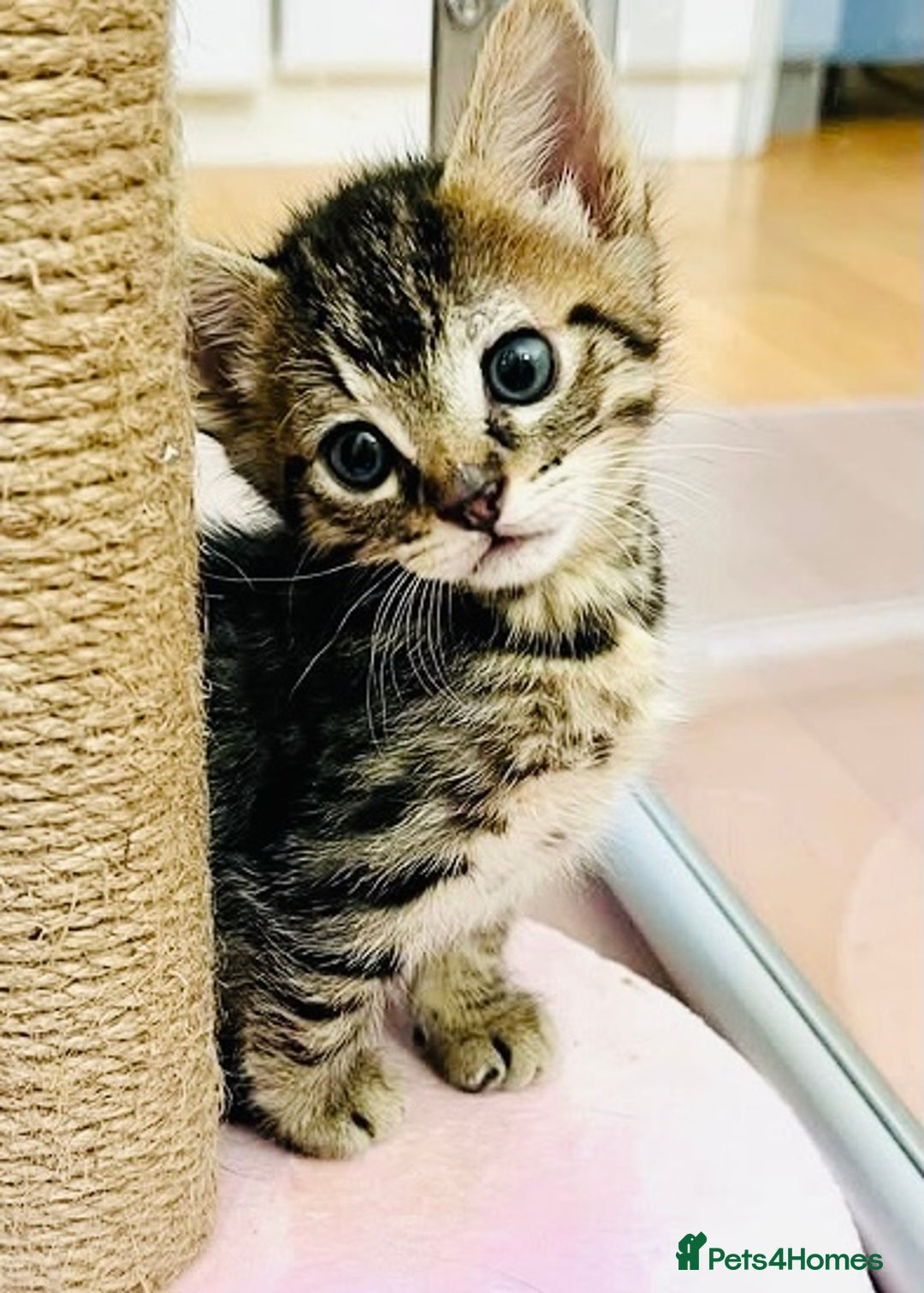 Mixed Breed cats for sale: Absolutely gorgeous litter of Bengal x kittens  - Image 4