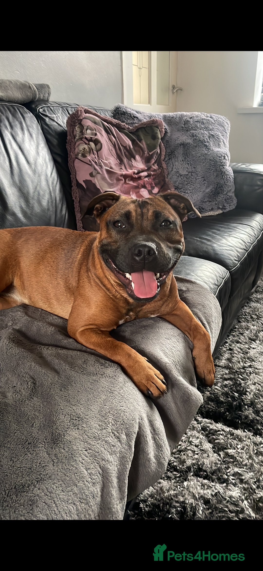 Staffordshire Bull Terrier dogs for sale: Beautiful chunky red staffys  - Advert 1
