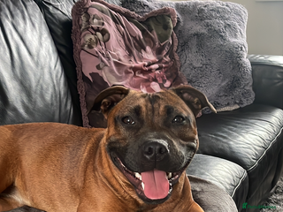 Staffordshire Bull Terrier dogs Beautiful chunky red staffys - Advert 1