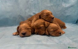 Cocker Spaniel dogs for sale: KC RED SHOW COCKER SPANIELS - Image 2