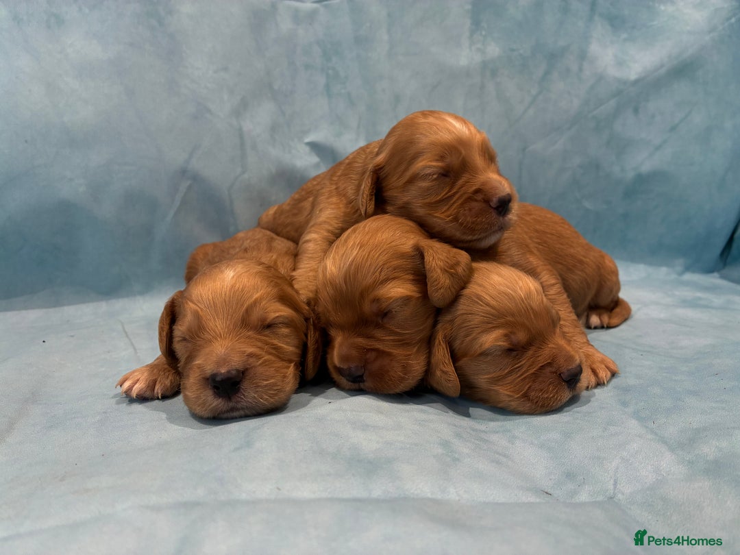 Cocker Spaniel dogs for sale: KC RED SHOW COCKER SPANIELS - Image 2