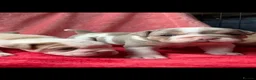 Olde English Bulldogge dogs for sale: Olde English Bulldogge  - Advert 1