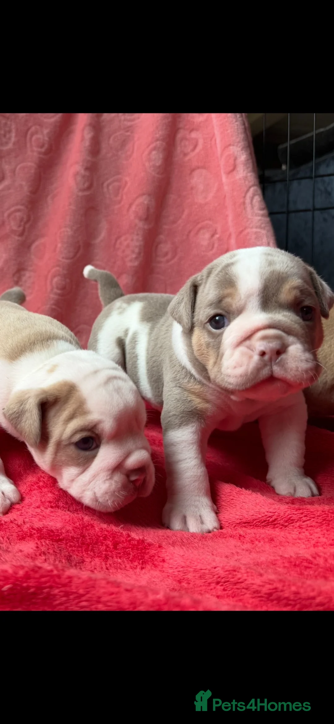 Olde English Bulldogge dogs for sale: Olde English Bulldogge  - Advert 1
