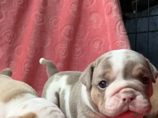 Olde English Bulldogge dogs Olde English Bulldogge - Advert 5