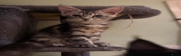 Maine Coon cats for sale: TICA registered kittens - Advert 4