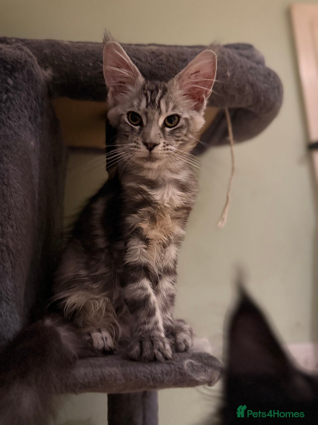 Maine Coon cats for sale: TICA registered kittens - Advert 4