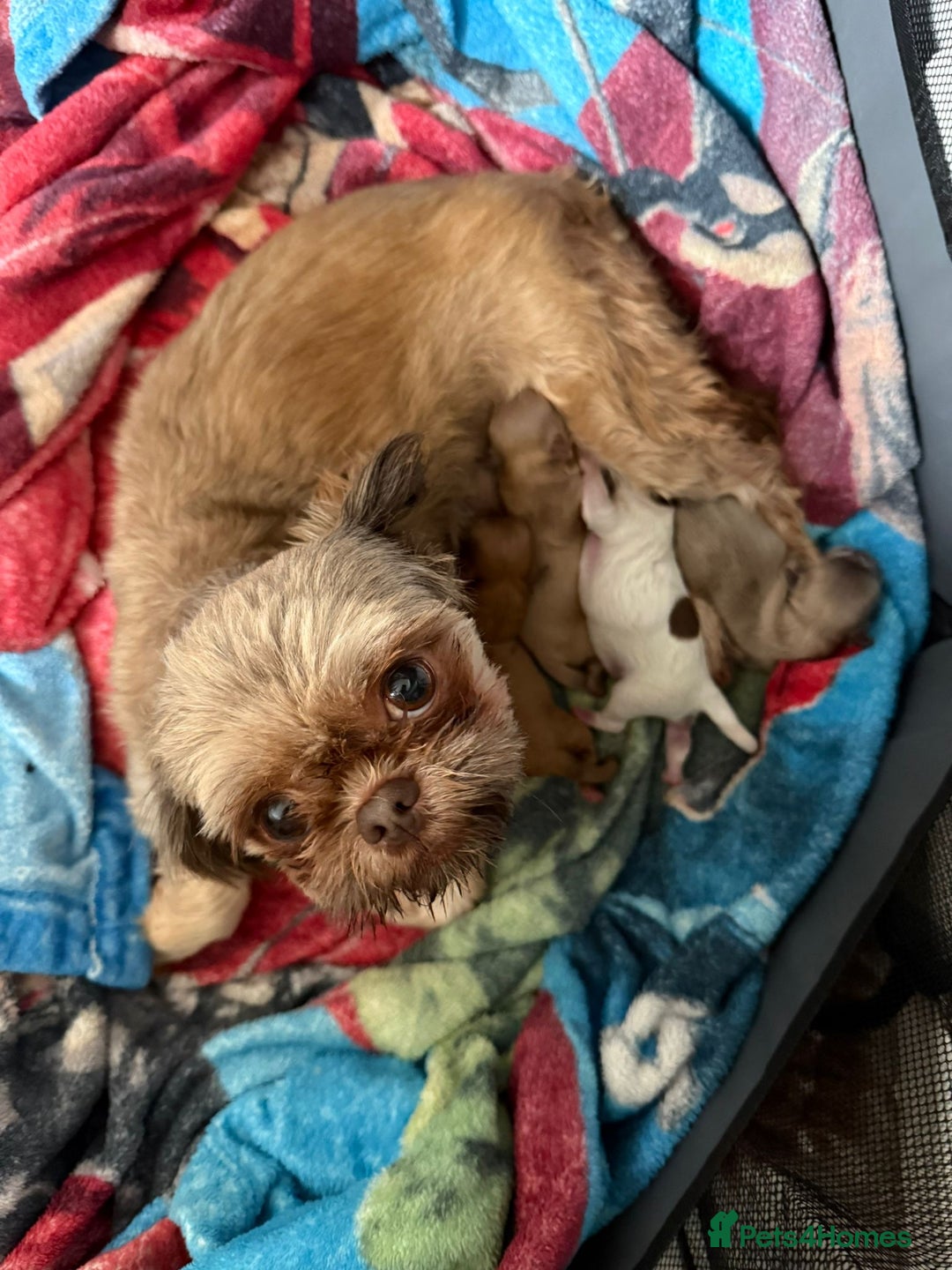 Shih Tzu dogs for sale: 4 imperial shih Tzu beautiful boys  - Image 26