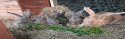 Continental Giant rabbits for sale: Pure Continental Giant Kits - Advert 2