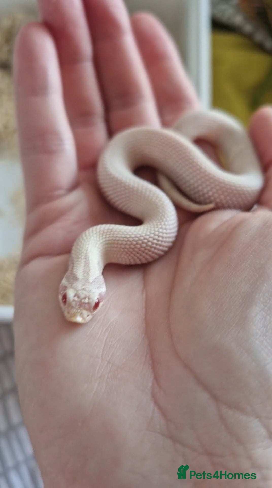 Snake reptiles Hognose babies for sale  - Advert 3