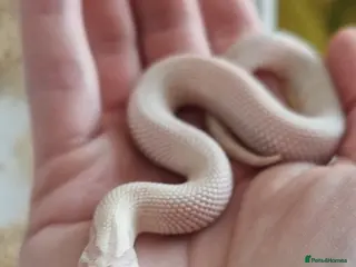 Snake reptiles Hognose babies for sale - Advert 3