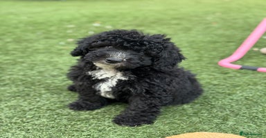 Sheepadoodle dogs - Advert 14