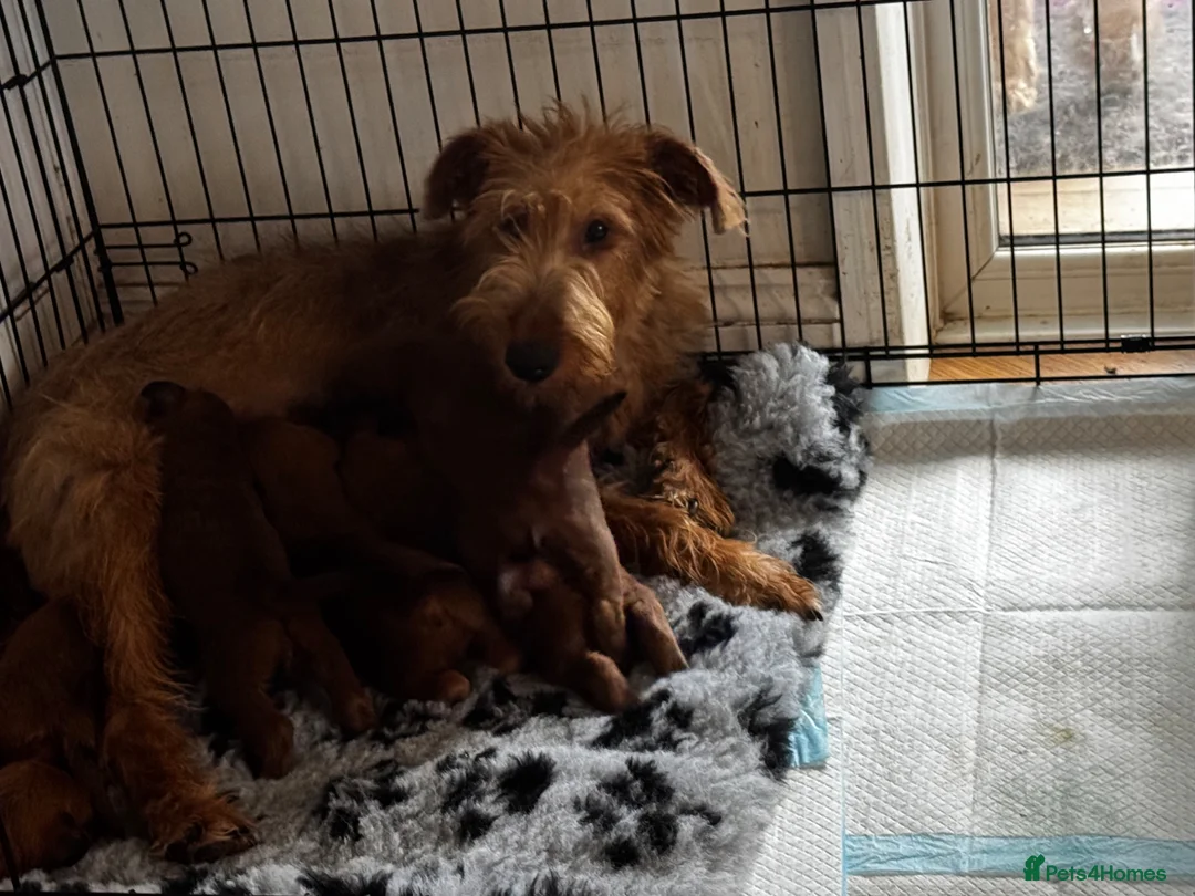 Irish Terrier dogs for sale: ⭐️kc reg Irish terrier pups ⭐️ - Advert 2