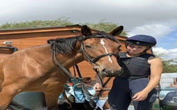 Irish Sports horses for sale: big beautiful bay 🥰 - Image 18