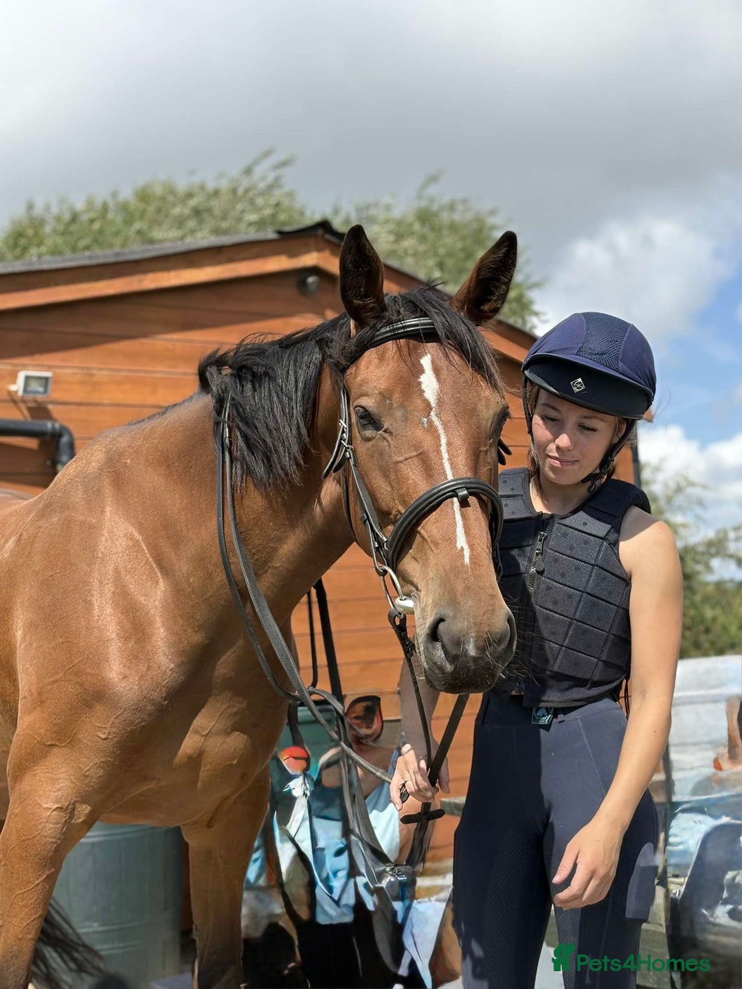 Irish Sports horses for sale: big beautiful bay 🥰 - Image 18