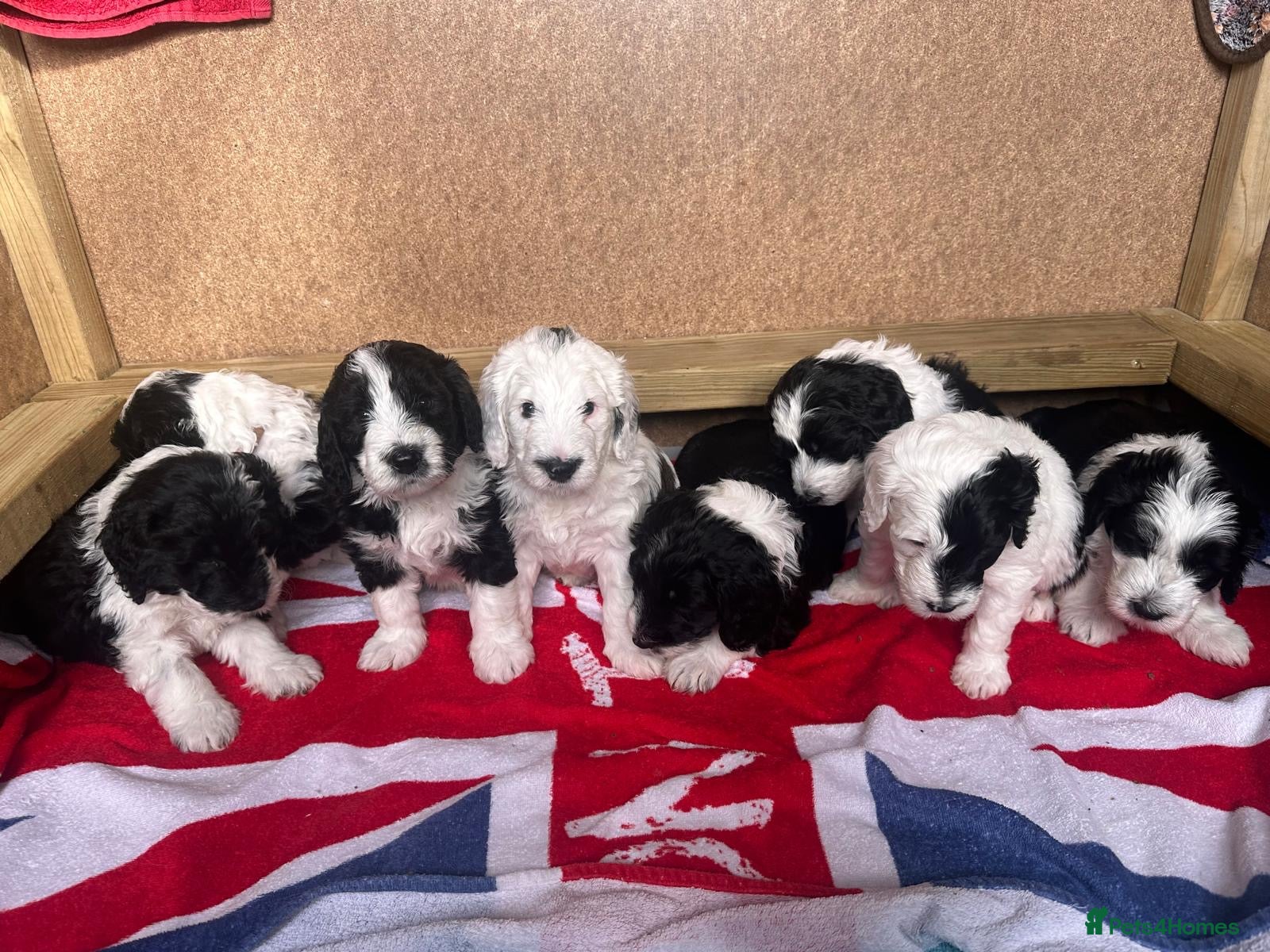 Sheepadoodle dogs F1 Sheepadoodles for sale - Advert 12