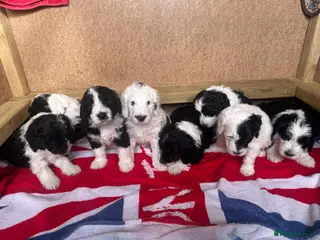 Sheepadoodle dogs F1 Sheepadoodles for sale - Advert 12