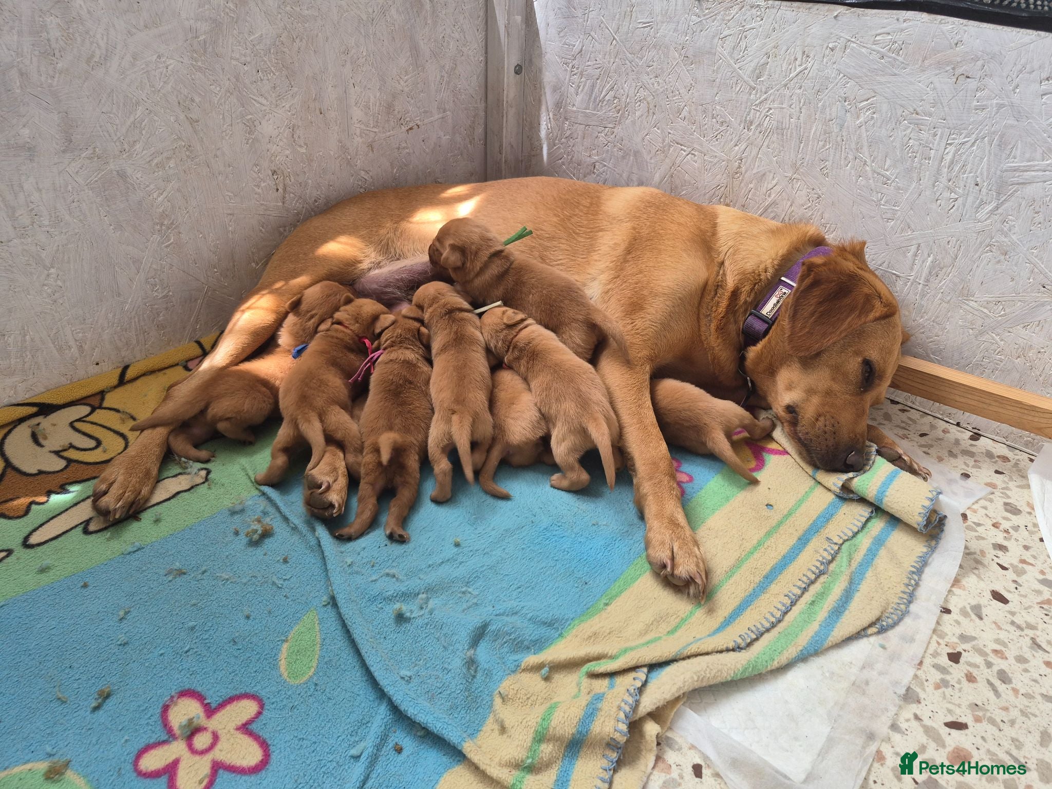 Labrador Retriever dogs Fox red labs for sale - Advert 1