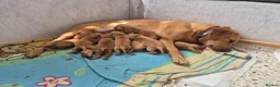 Labrador Retriever dogs for sale: Fox red labs for sale - Advert 1