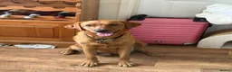 Labrador Retriever dogs for sale: Beautiful fox red Labrador puppies  - Advert 2