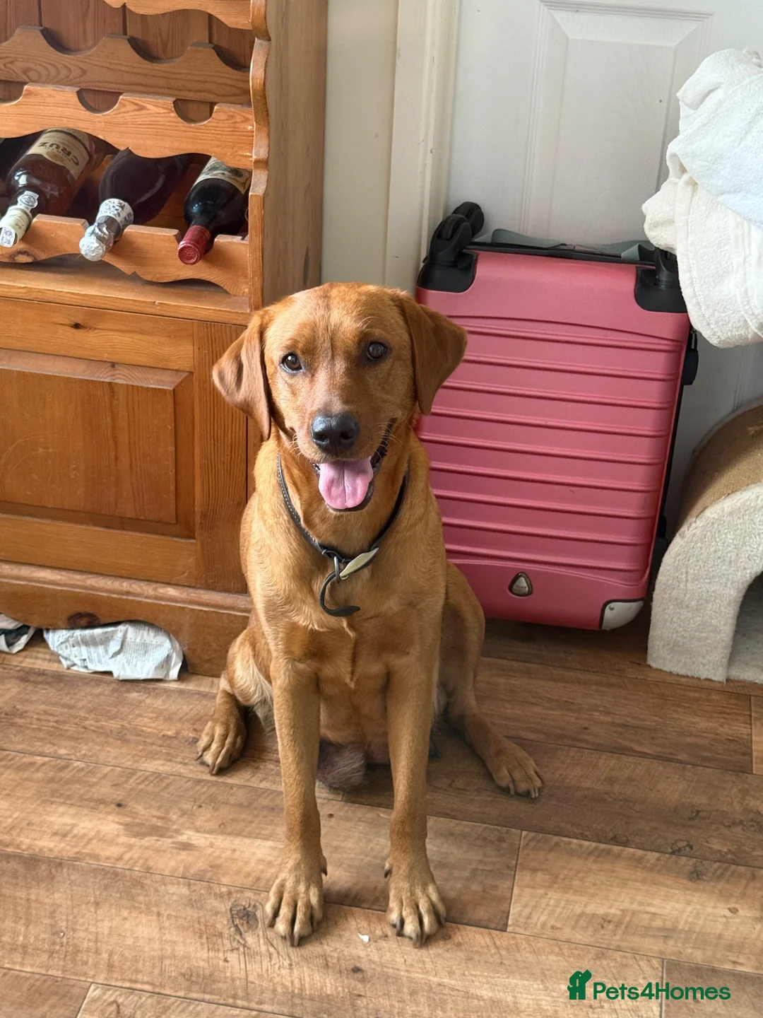 Labrador Retriever dogs for sale: Beautiful fox red Labrador puppies  - Advert 2
