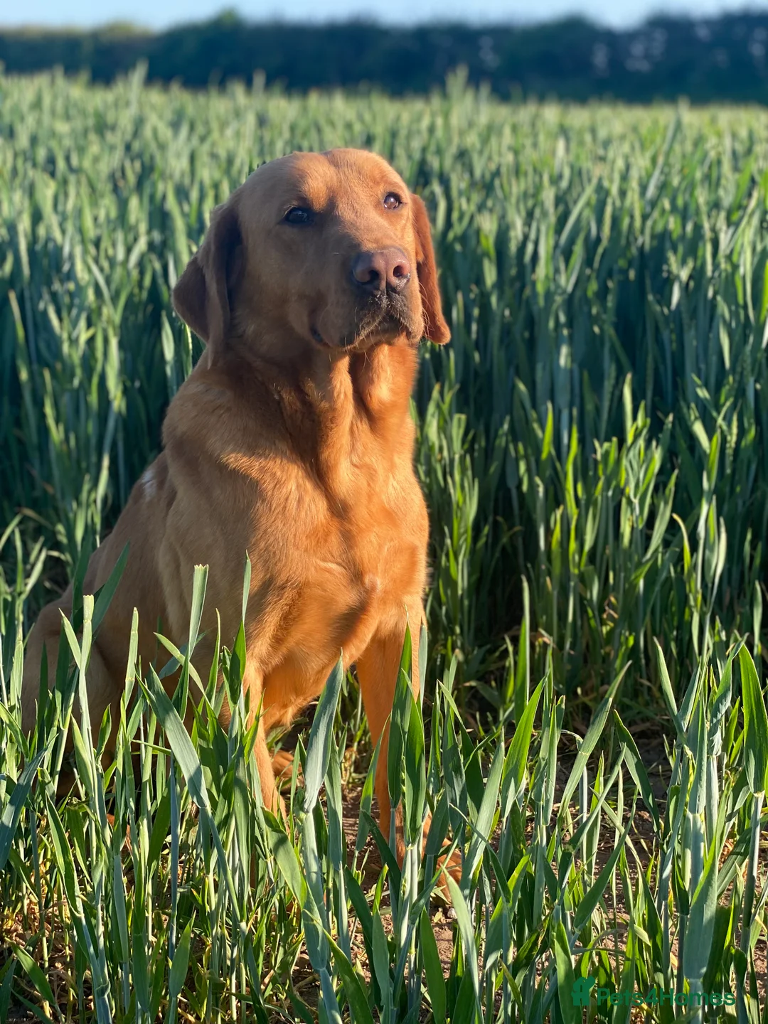 Labrador Retriever dogs for stud: KC Fully Health Tested Fox Red Working Labrador in Berwick-upon-Tweed - Advert 1