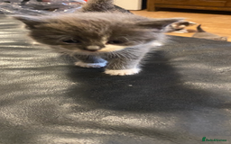 British Longhair cats for sale: 8 fluffy kittens  - Image 4