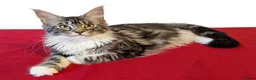 Maine Coon cats for sale: 👑 MajestiPaws: The Heritage Litter 🐾 - Advert 8