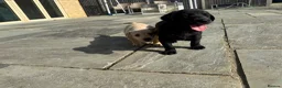 Labrador Retriever dogs for sale: KC Registered Working Labrador Pups  - Advert 17