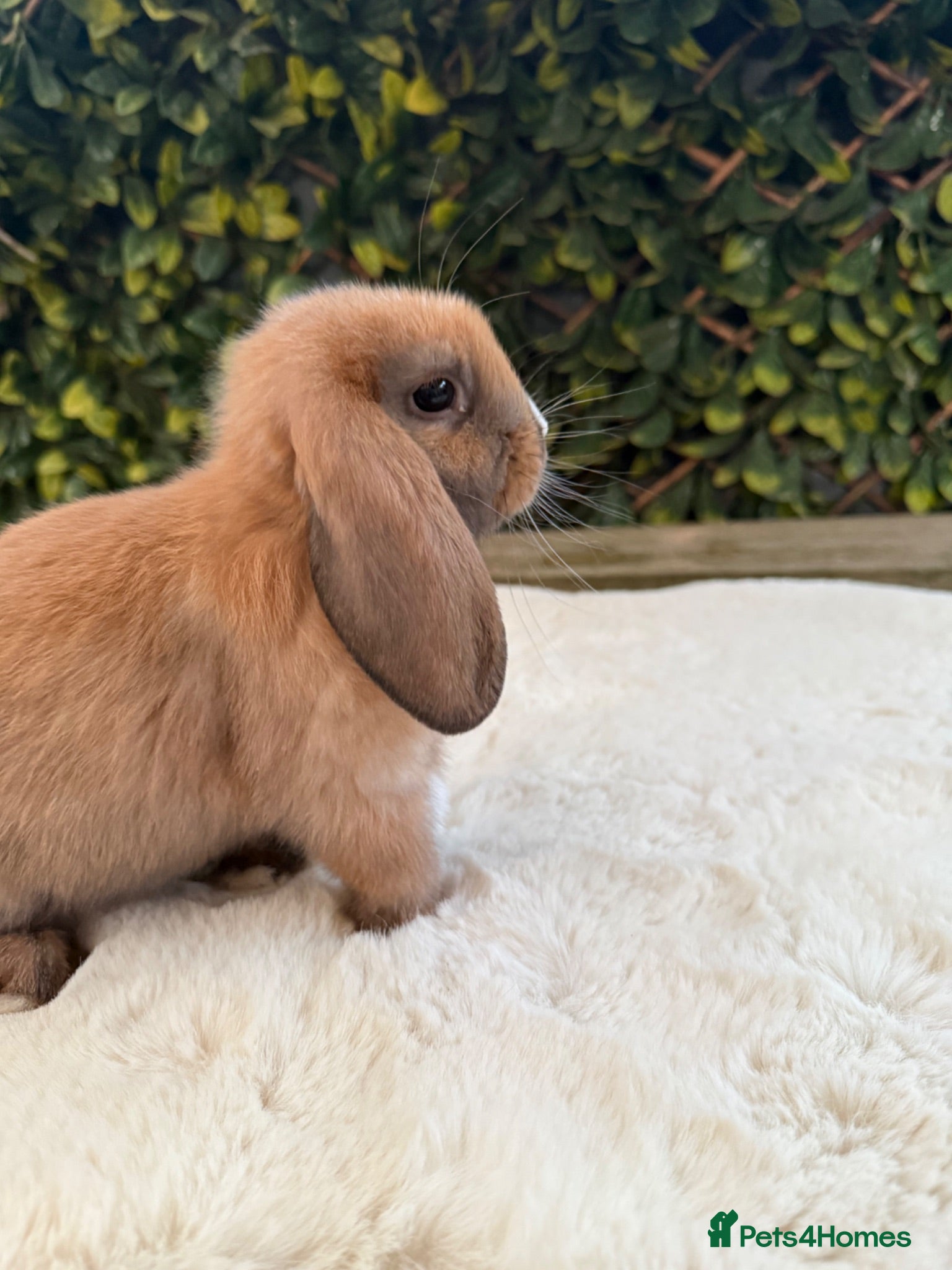 Mini Lop rabbits Mini lop  - Advert 18