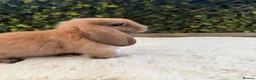 Mini Lop rabbits for sale: Mini lop  - Advert 4