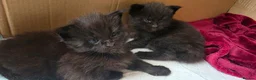 Maine Coon cats for sale: Two beautiful Maine Coon Kittens  in Ashford - Advert 27