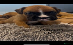 Boxer dogs for sale: Beautiful Boxer Puppies  🐾 - Image 24