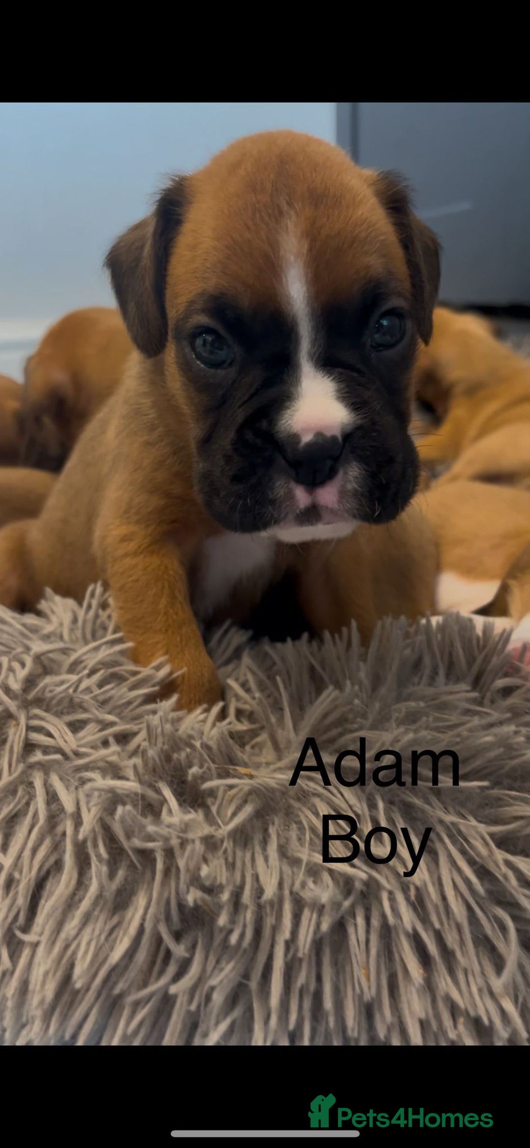 Boxer dogs for sale: Beautiful Boxer Puppies  🐾 - Image 24