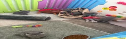 American Shorthair cats for sale: £400 each Last 2 boy British short hair kittens  - Advert 12