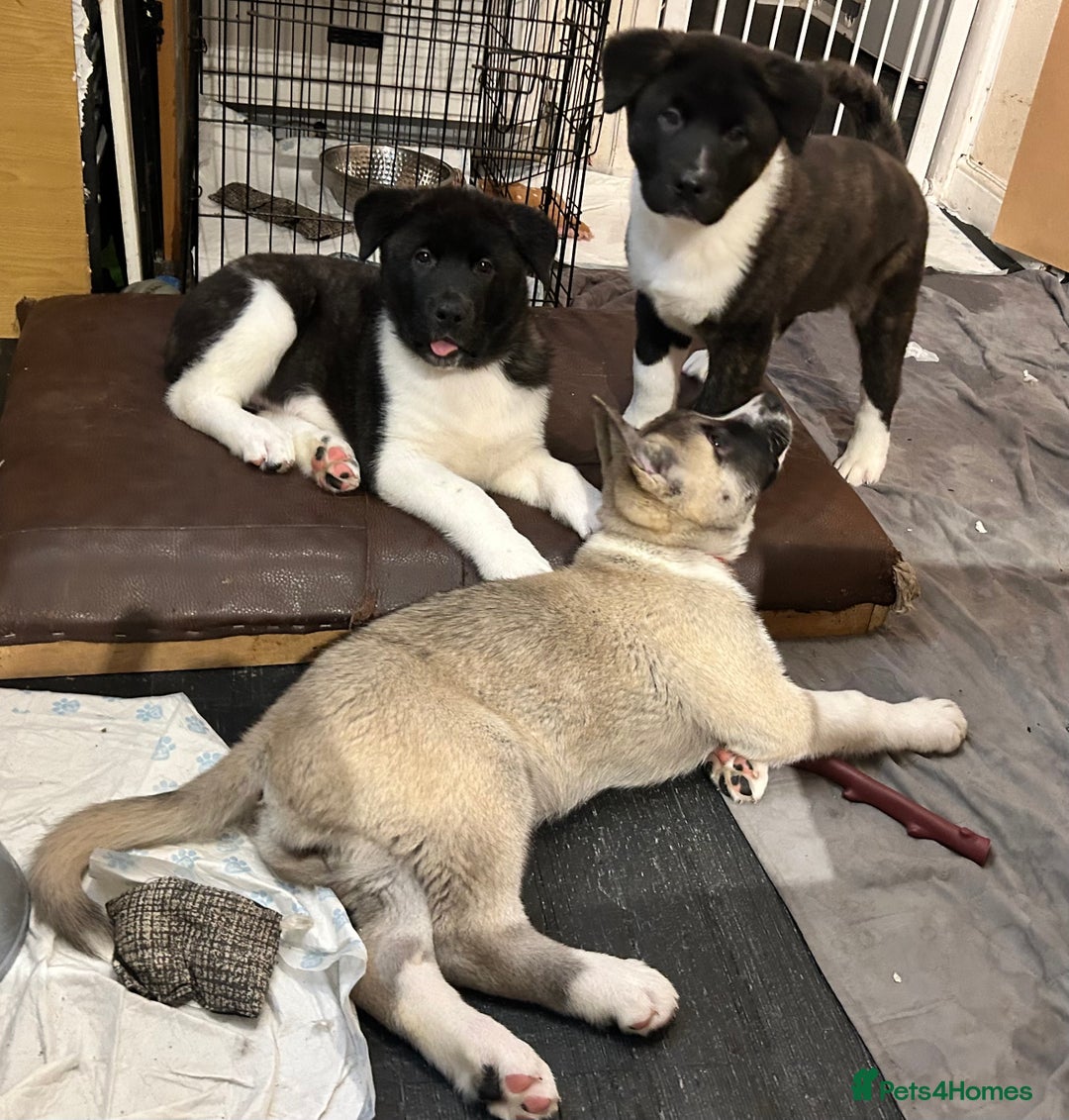 Akita dogs for sale: Akita Puppies for Sale - Advert 38