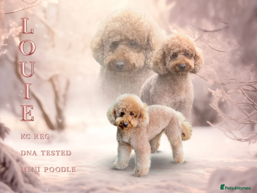Miniature Poodle dogs for stud: Kc reg apricot  dna fully tested min poodle stud in Market Drayton - Advert 7