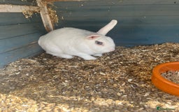 English Lop rabbits for sale: Gorgeous male white rabbit for sale  - Image 3