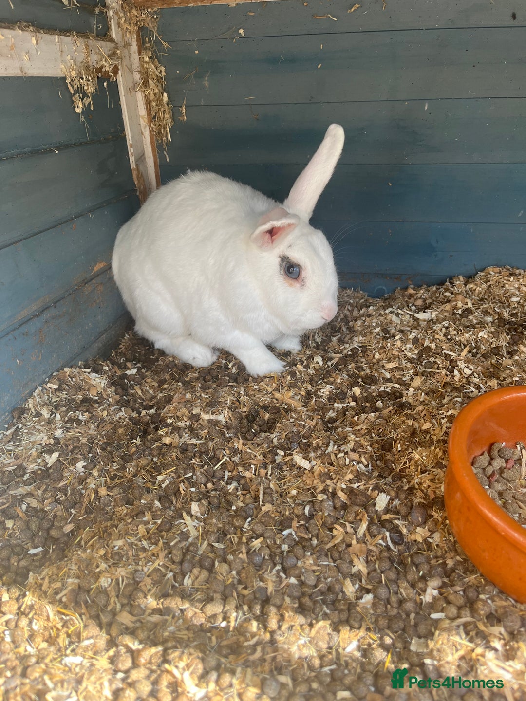English Lop rabbits for sale: Gorgeous male white rabbit for sale  - Image 3
