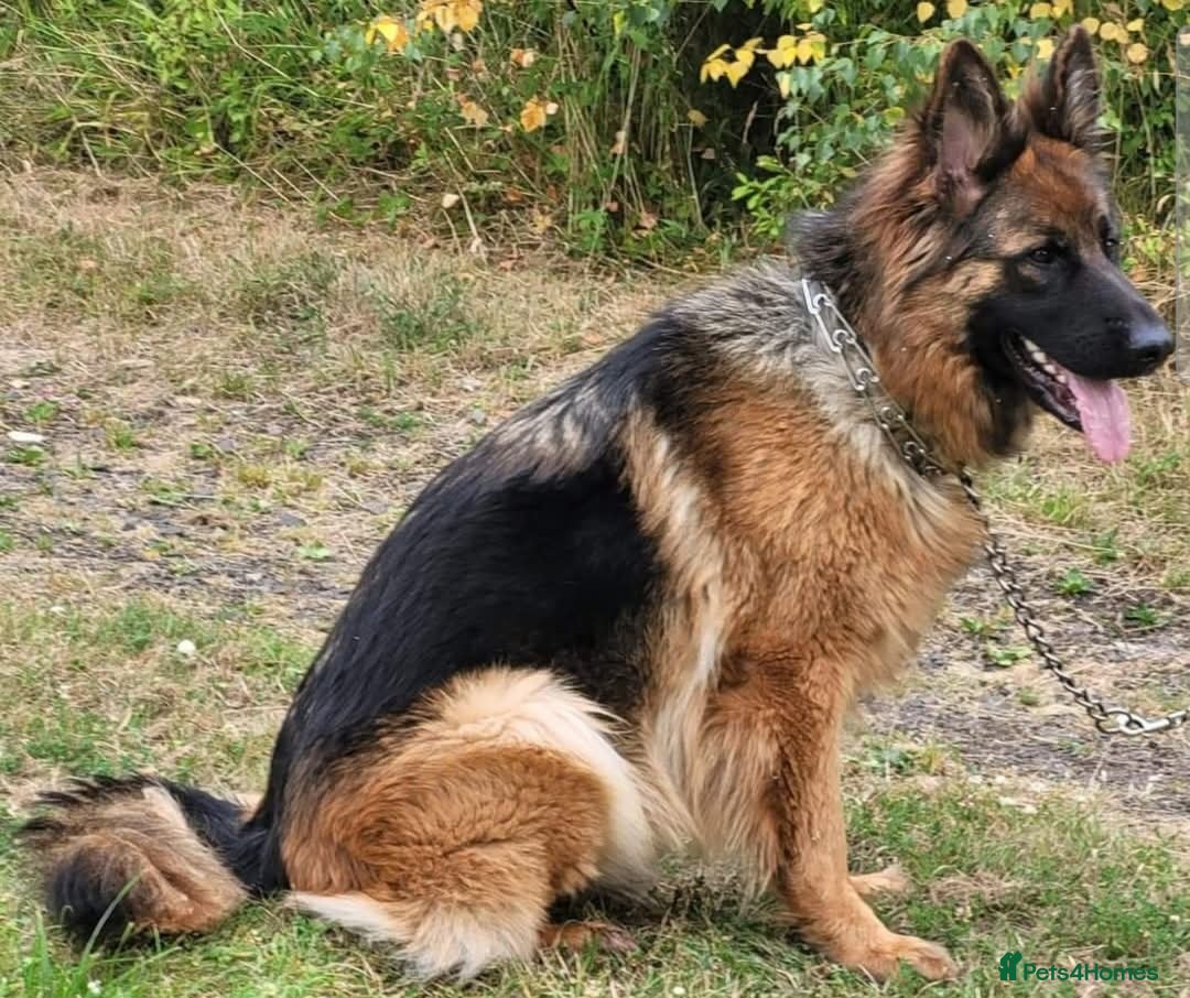 German Shepherd dogs for sale: German shepherd puppies  - Image 22