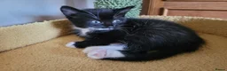 Mixed Breed cats for sale: 3 beautiful kittens left - Advert 6