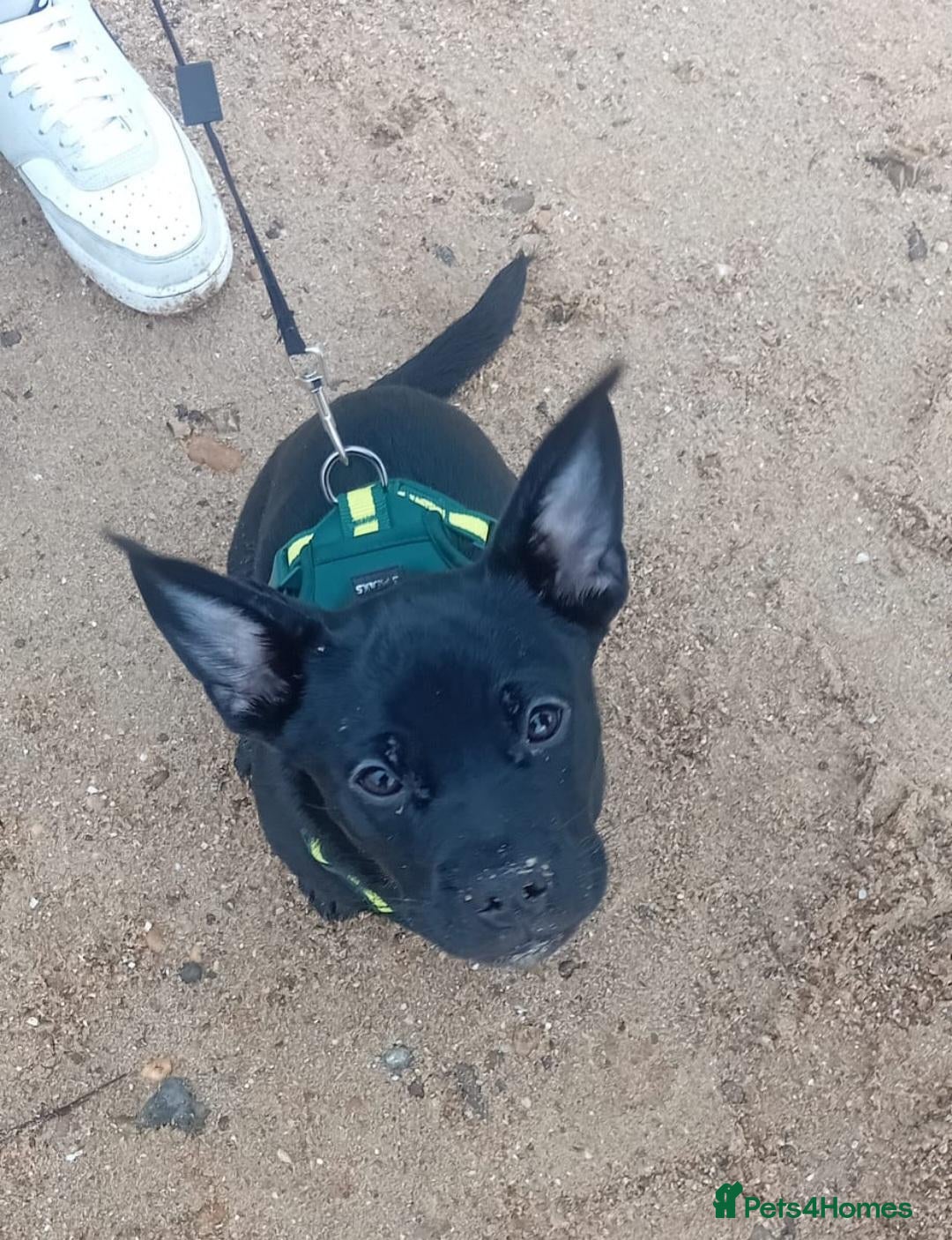 Mixed Breed dogs for sale: Doggy Needs A New Home - Advert 4