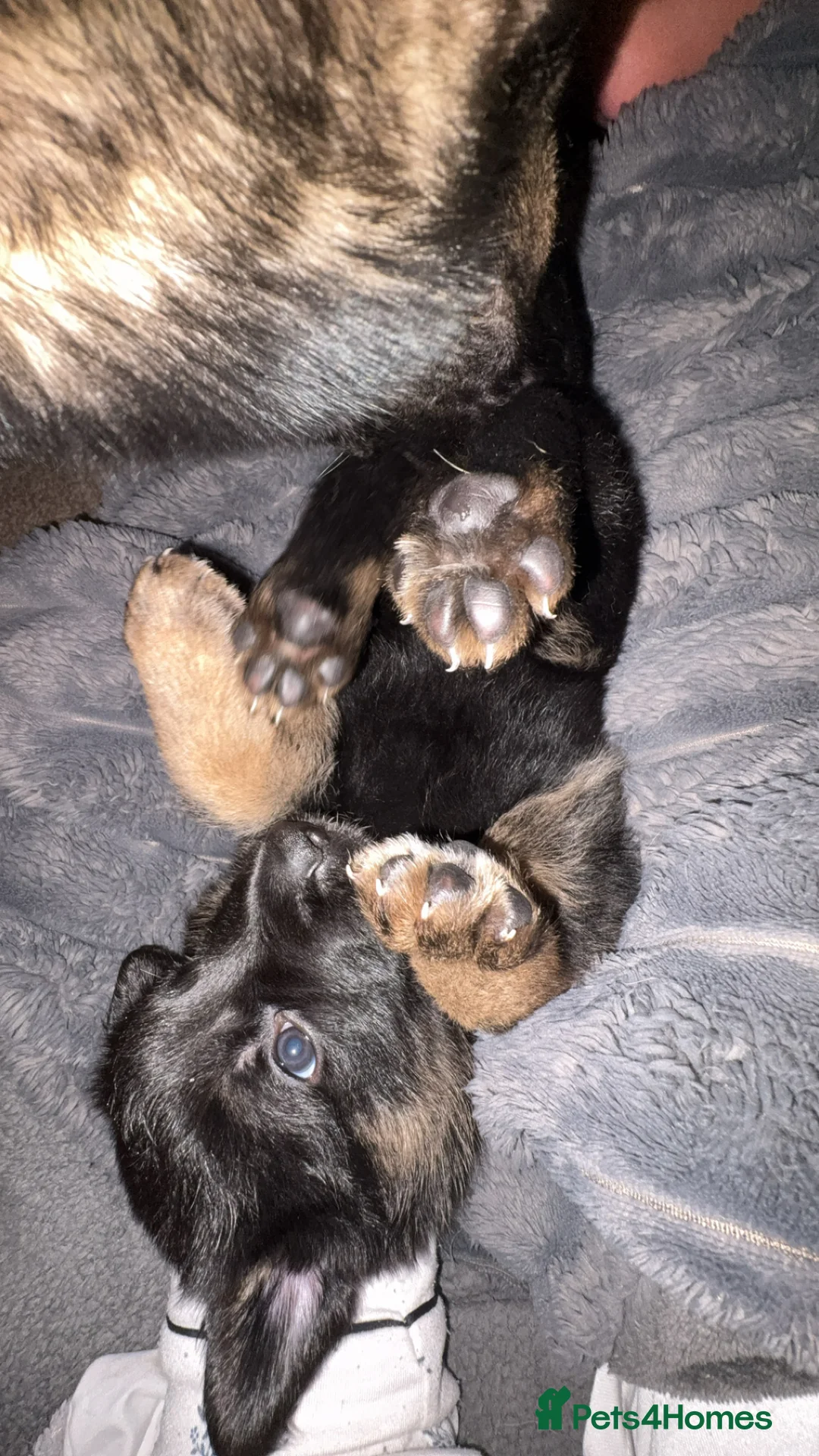 German Shepherd dogs for sale: 2 KC registered German shepherd girls for sale - Advert 4
