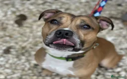 Staffordshire Bull Terrier dogs for adoption: Runt  - Image 2