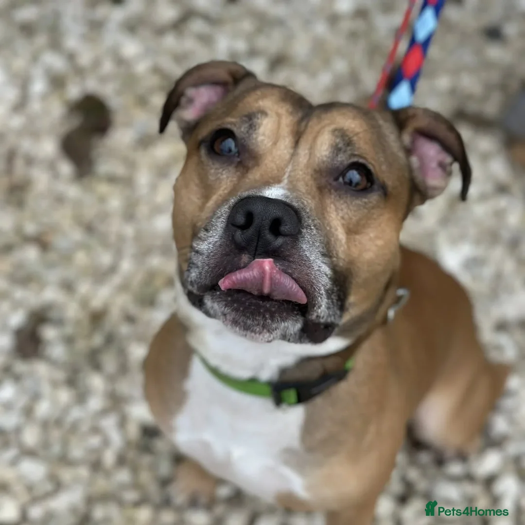 Staffordshire Bull Terrier dogs for adoption: Runt  - Image 2