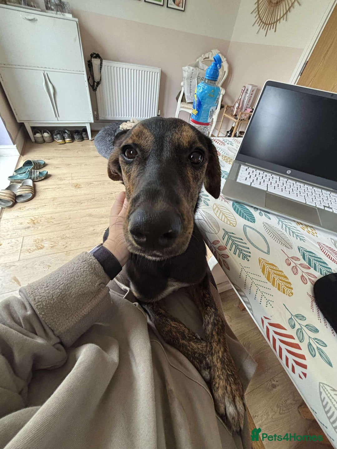 Mixed Breed dogs for adoption: Puppy Rina is waiting for you! - Image 9